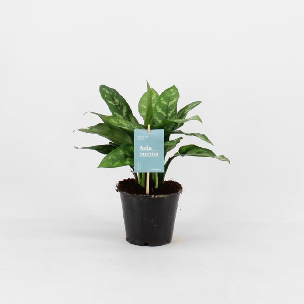 Green agla 'Maria' (Aglaonema).