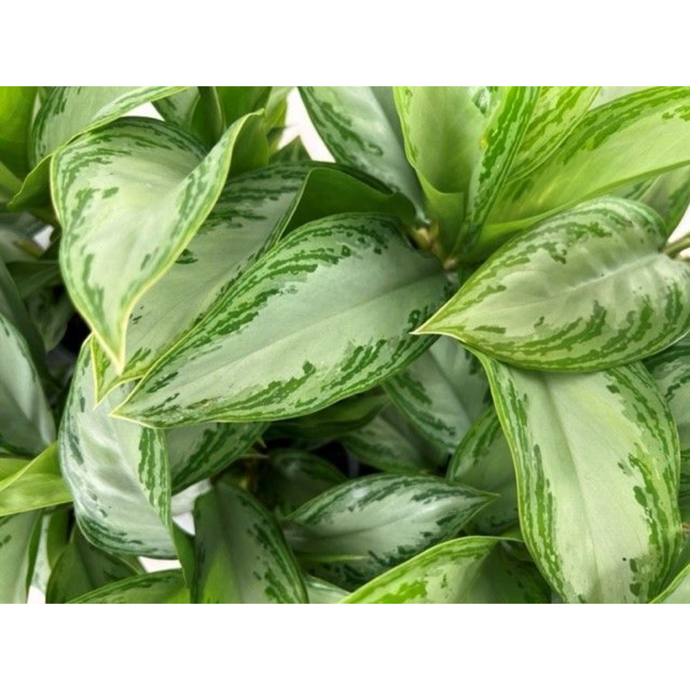 Green Agla 'Silver Bay' (Aglaonema).