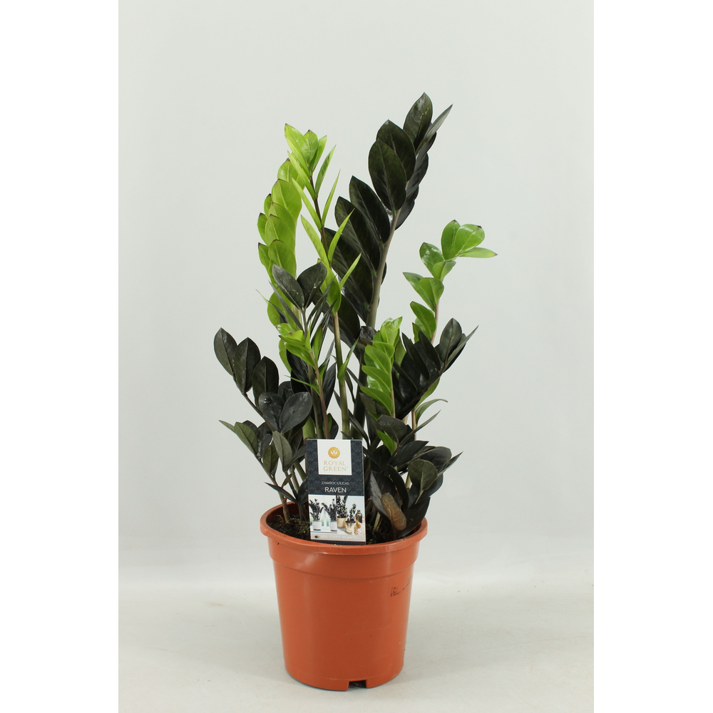 Zamioculcas Raven 17 cm.