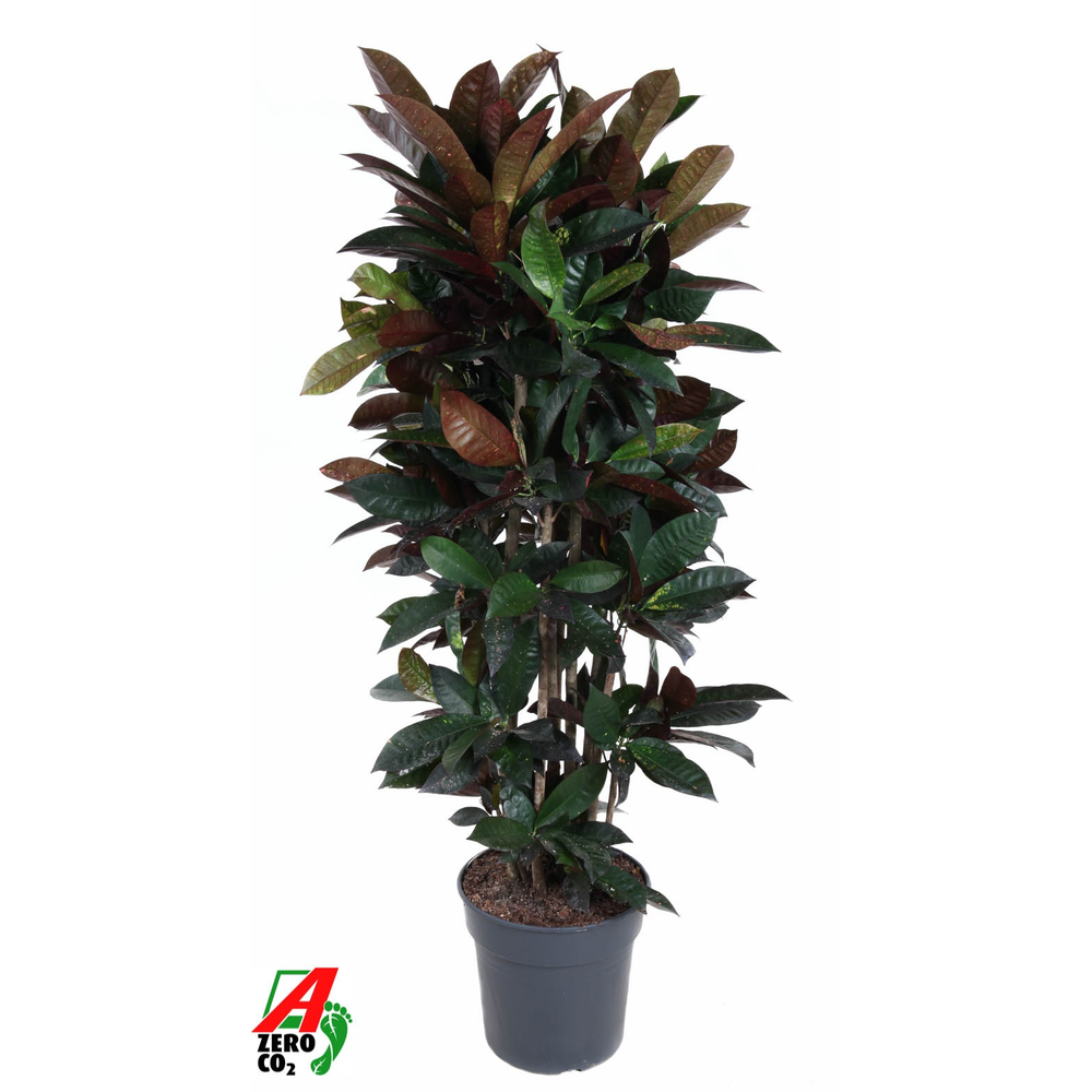 Codiaeum Mrs Iceton vertakt P31 (groen).