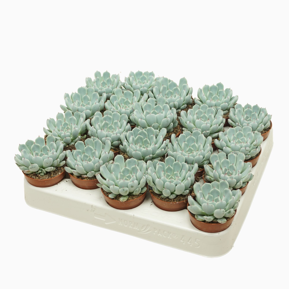 Echeveria texensis 5,5 cm.