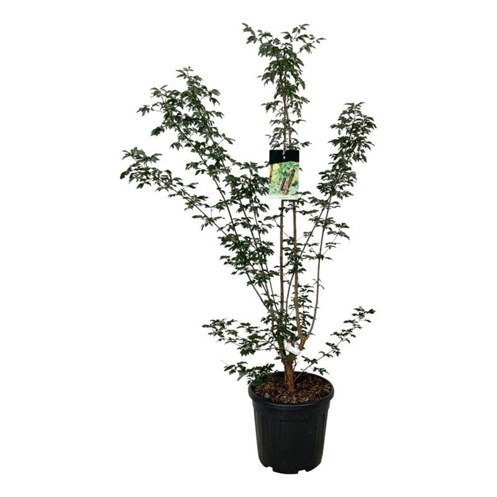 Acer griseum.