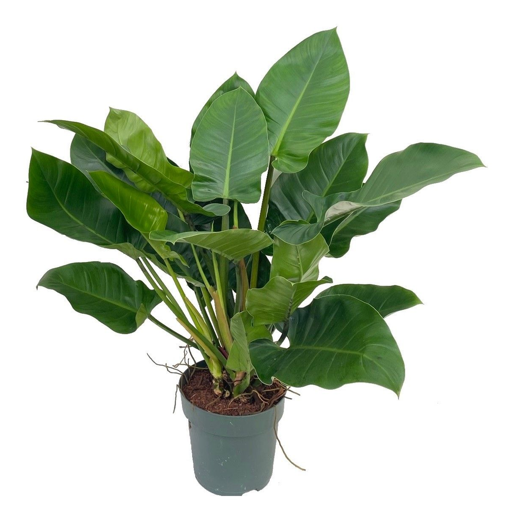 Philodendron Imperial Green.