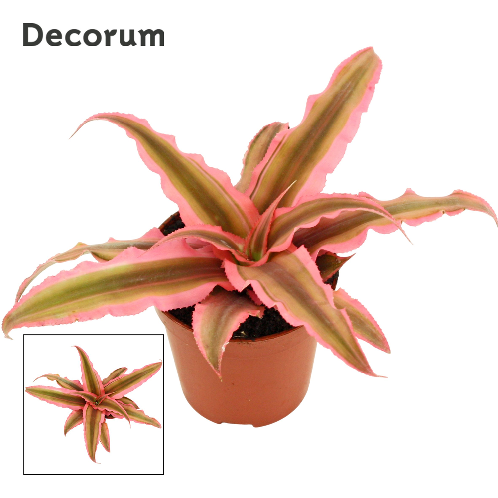 Cryptanthus 6 cm Pink Starlite (Decorum).