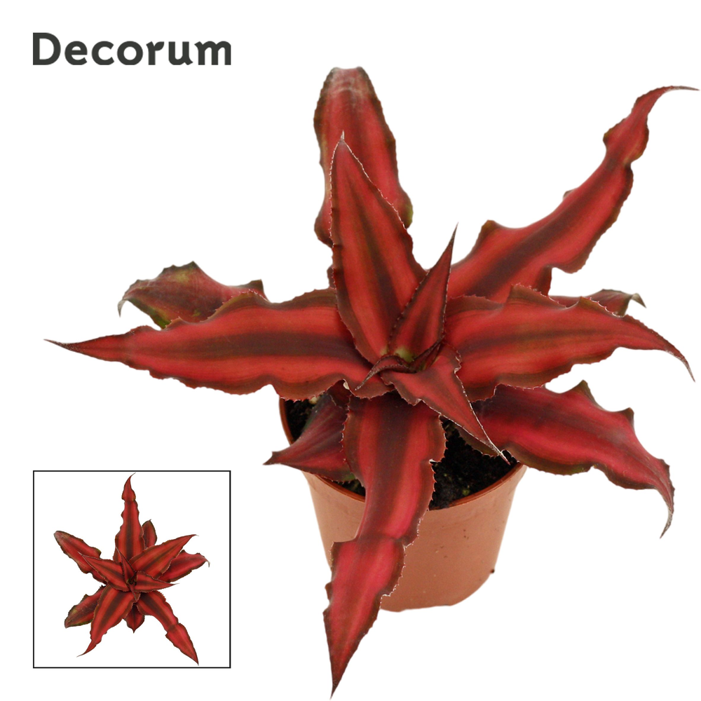 Cryptanthus 6 cm Red Star (Decorum).
