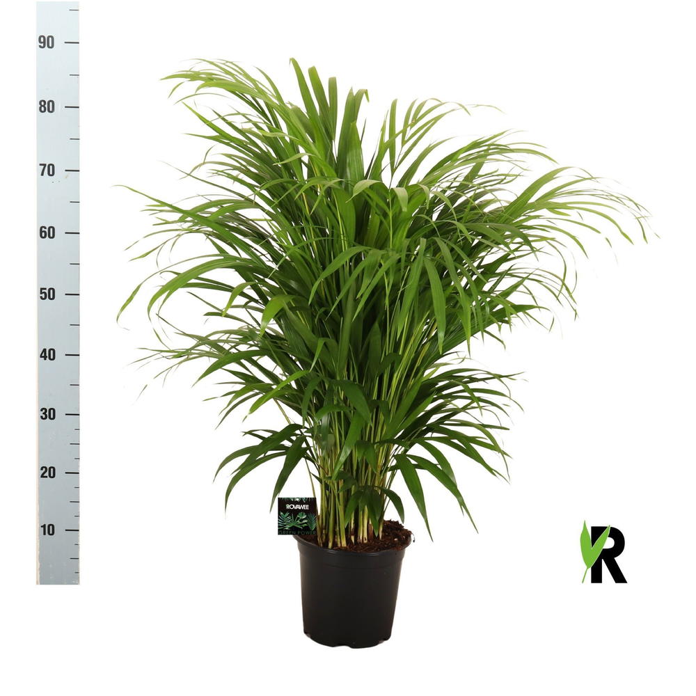 Dypsis lutescens.