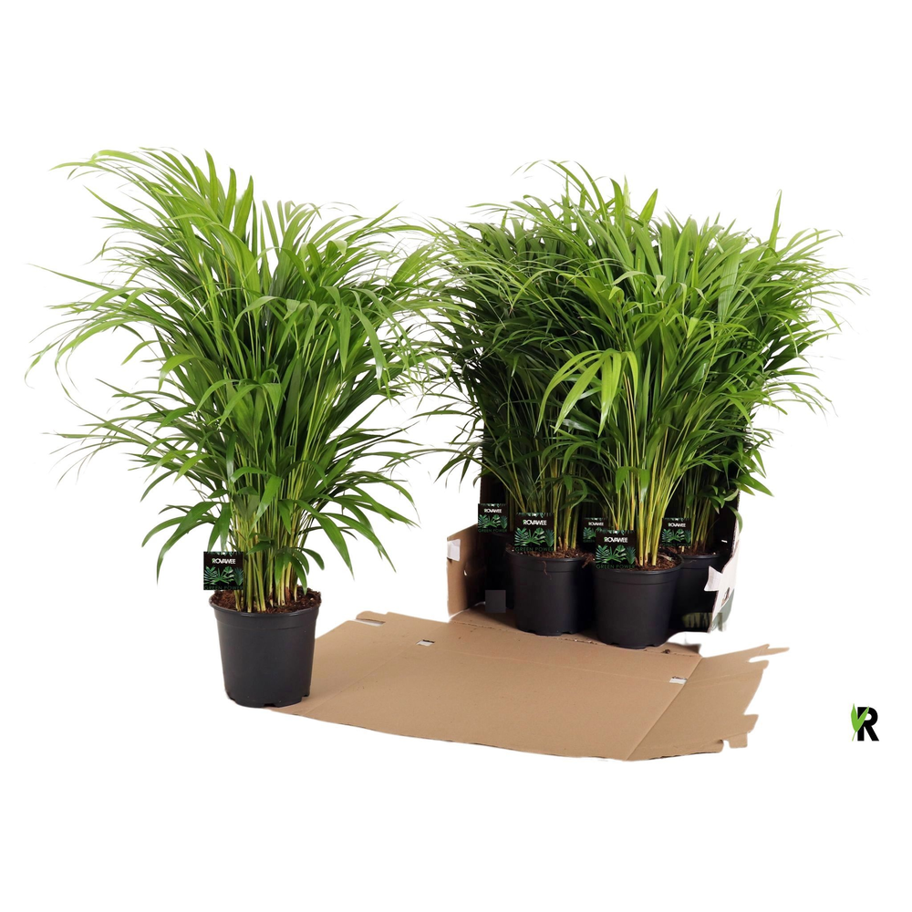 Dypsis lutescens in fust 352.