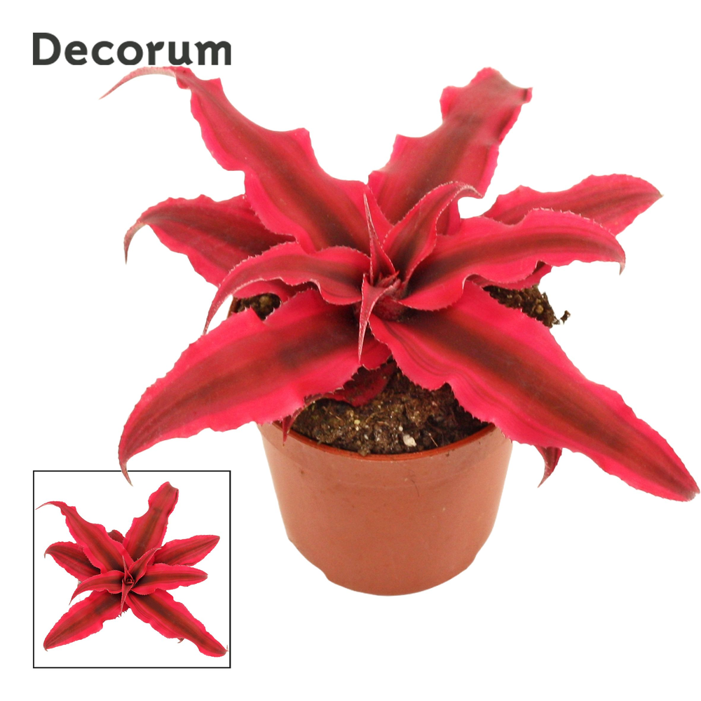 Cryptanthus 6 cm Rubin Star (Decorum).
