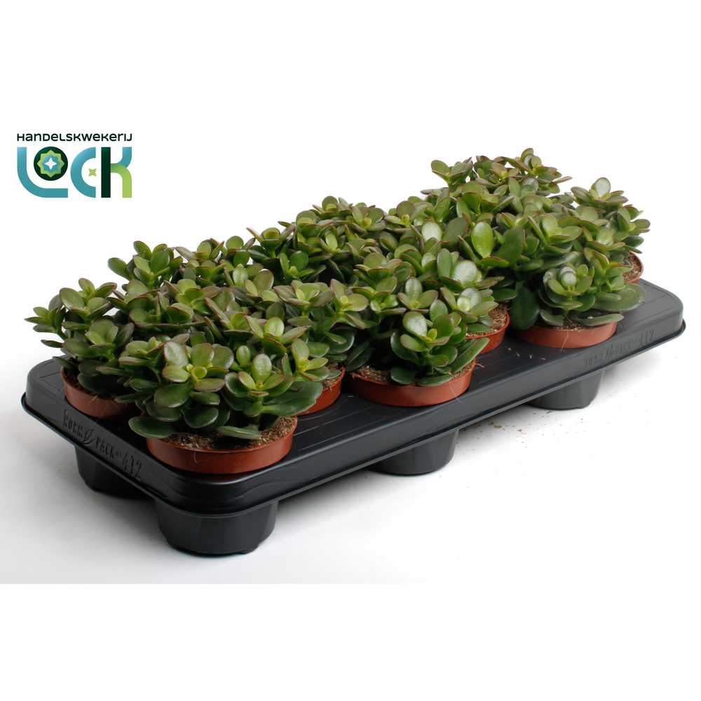 Crassula Minor.