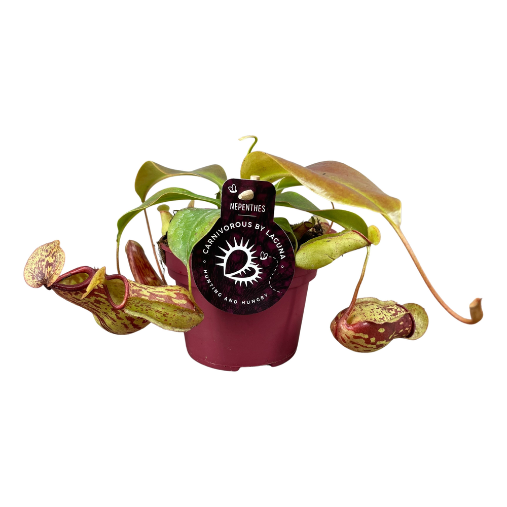 Nepenthes Gaya 12 cm.