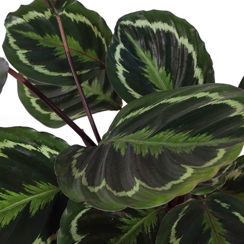 Calathea Medallion p21.