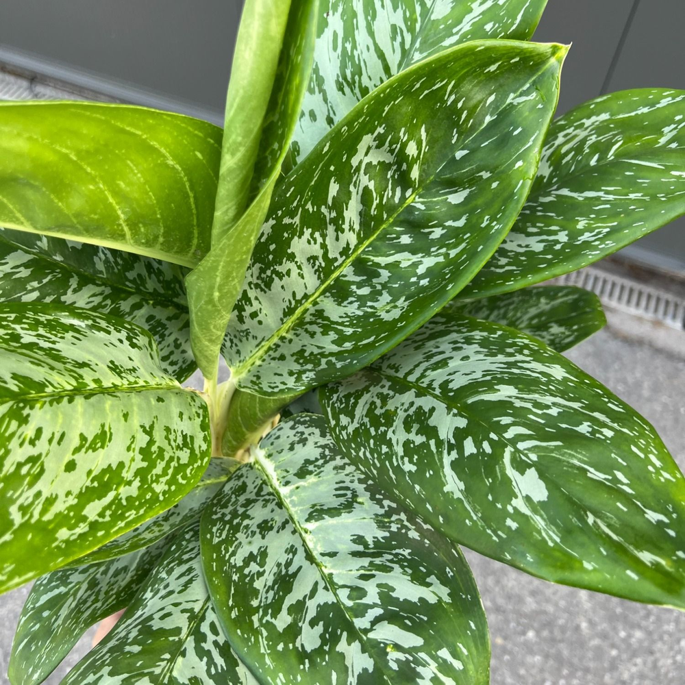 Green Agla ‘Britt’ (Aglaonema).