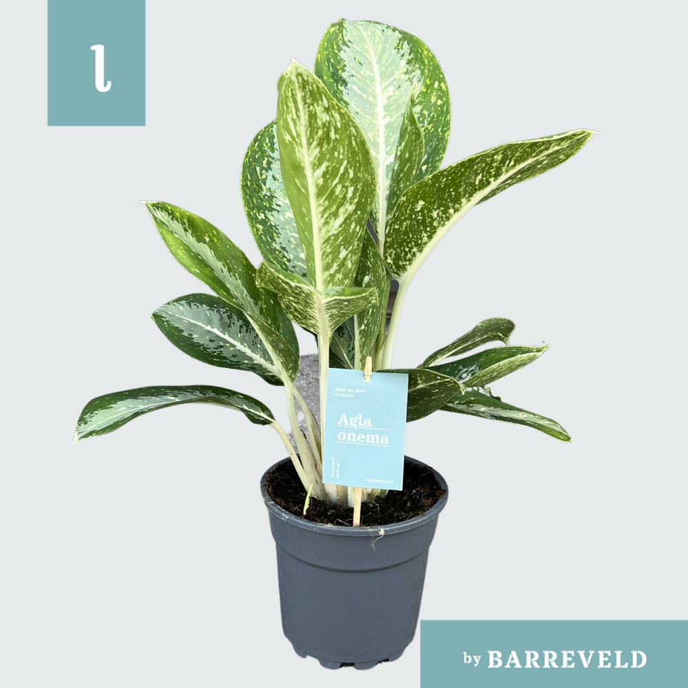 Green Agla ‘Anouk’ (Aglaonema).