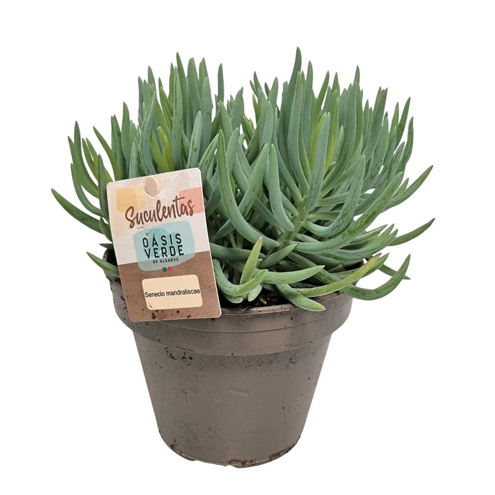 Senecio Mandraliscae.