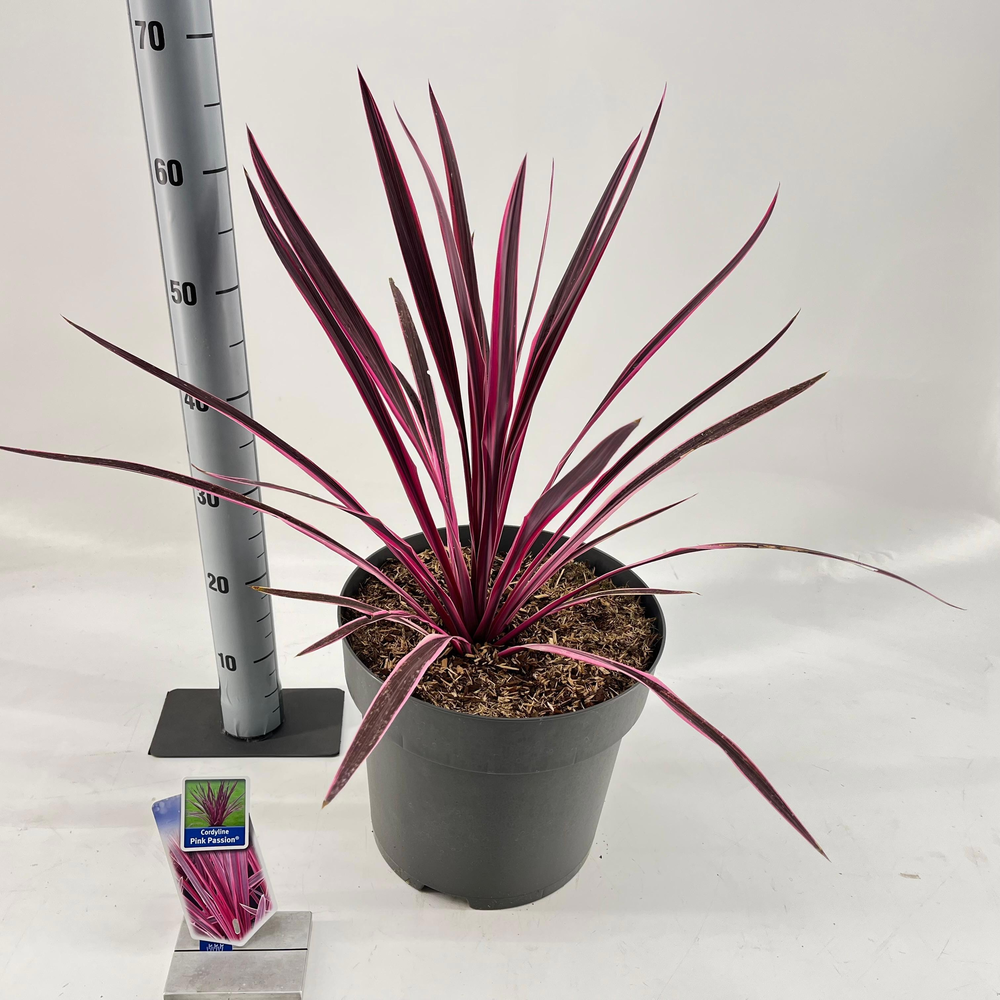 Cordyline australis 'Pink Passion'.