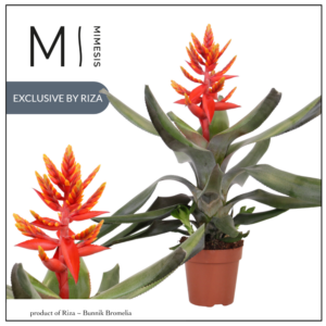 Mimesis Aechmea Pepita Elegant Flames - 12 cm.