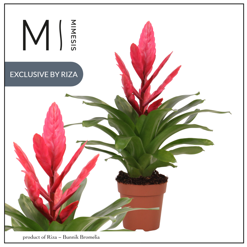 Mimesis Vriesea Intenso Pink - 12 cm.