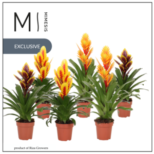 Mimesis Vriesea Cupcake - 12 cm.