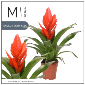 Mimesis Vriesea Intenso Orange - 12 cm.