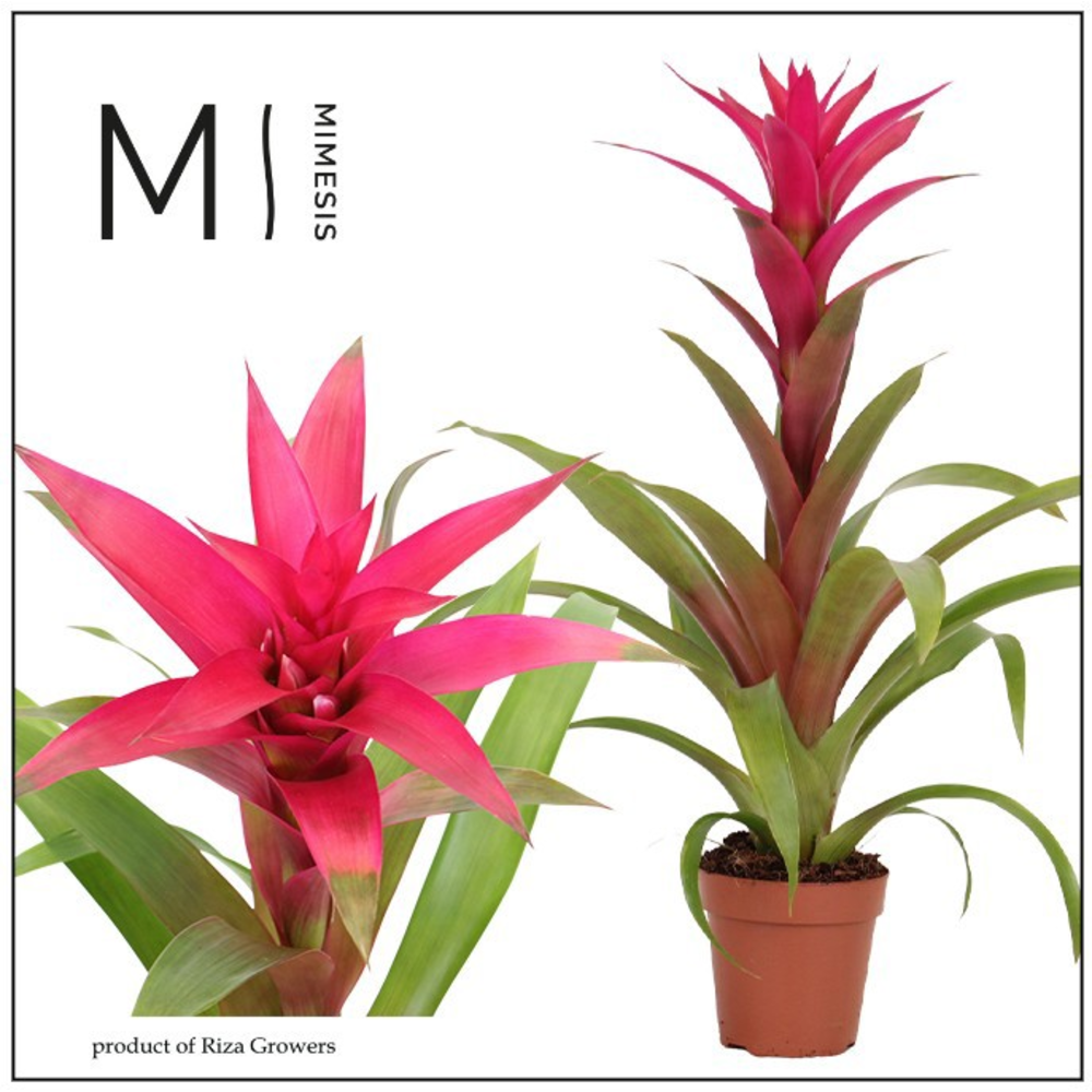 Mimesis Guzmania Voila - 12 cm.
