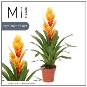 Vriesea Intenso Orange Flame.