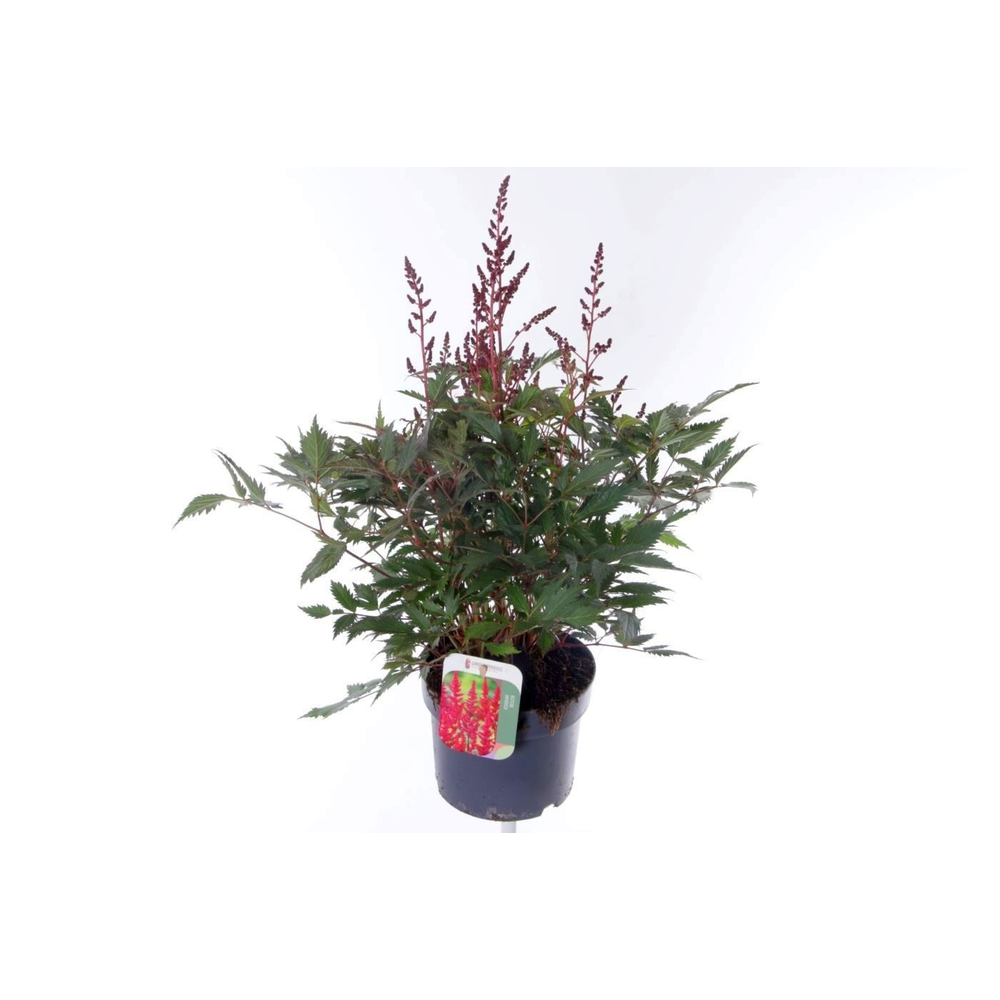 Astilbe japonica Montgomery.