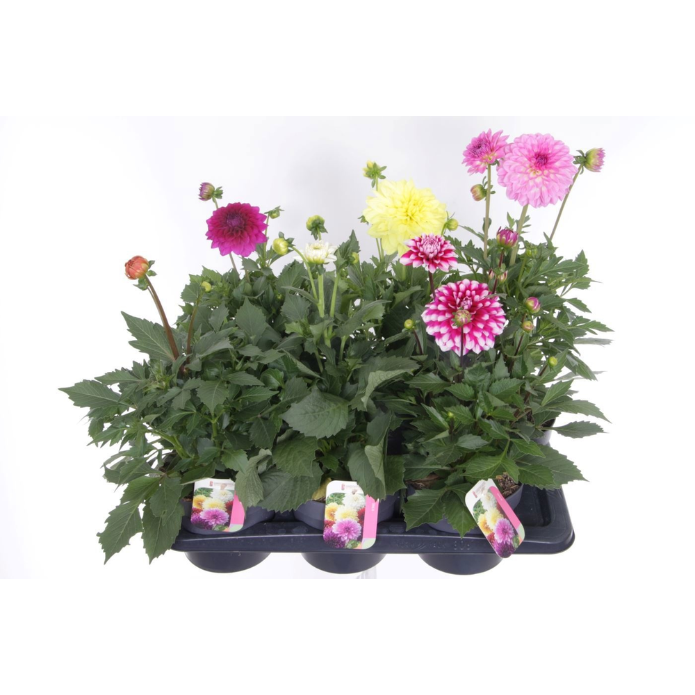 Dahlia Pompon Beach mix.