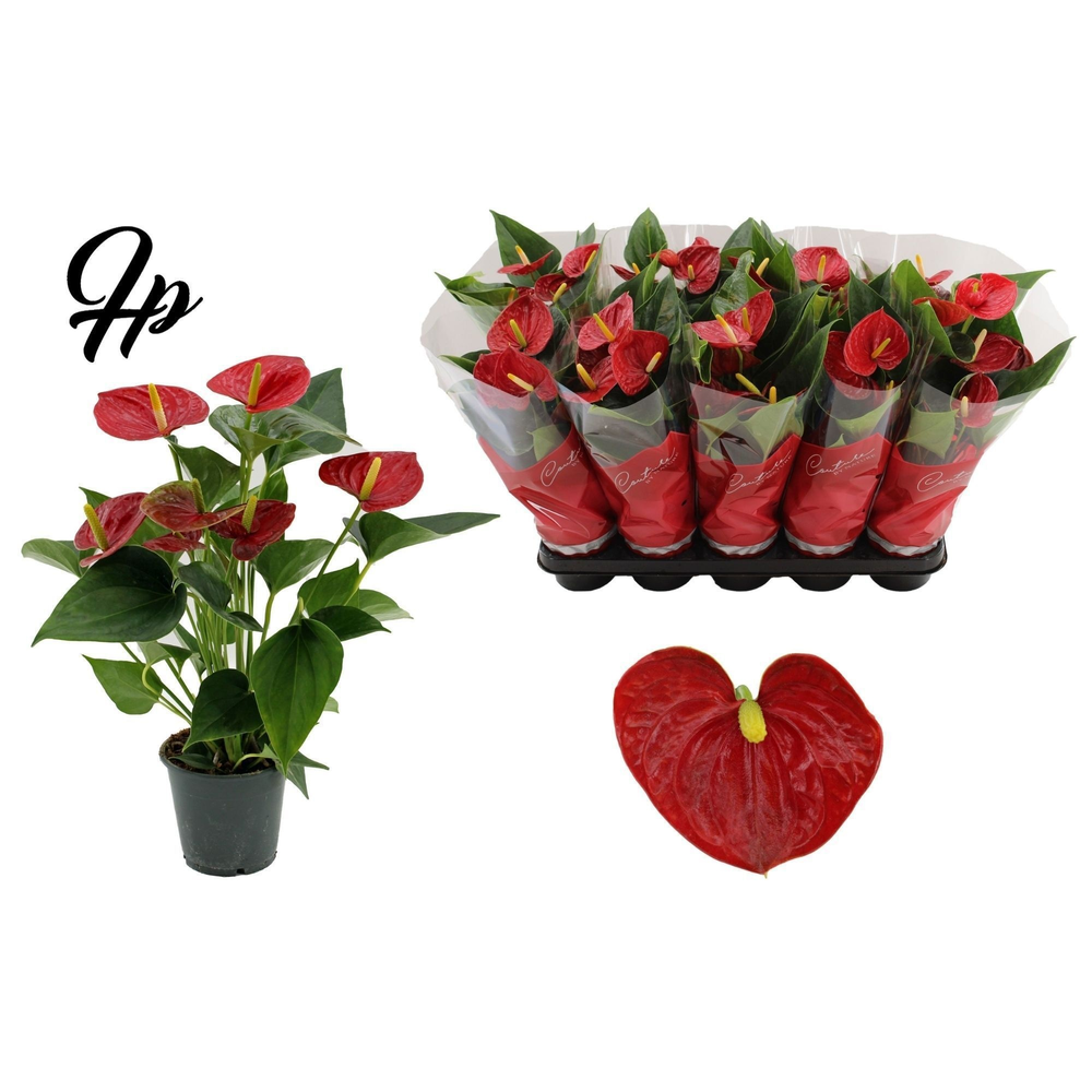 Anthurium Success Red in Couture sleeve.