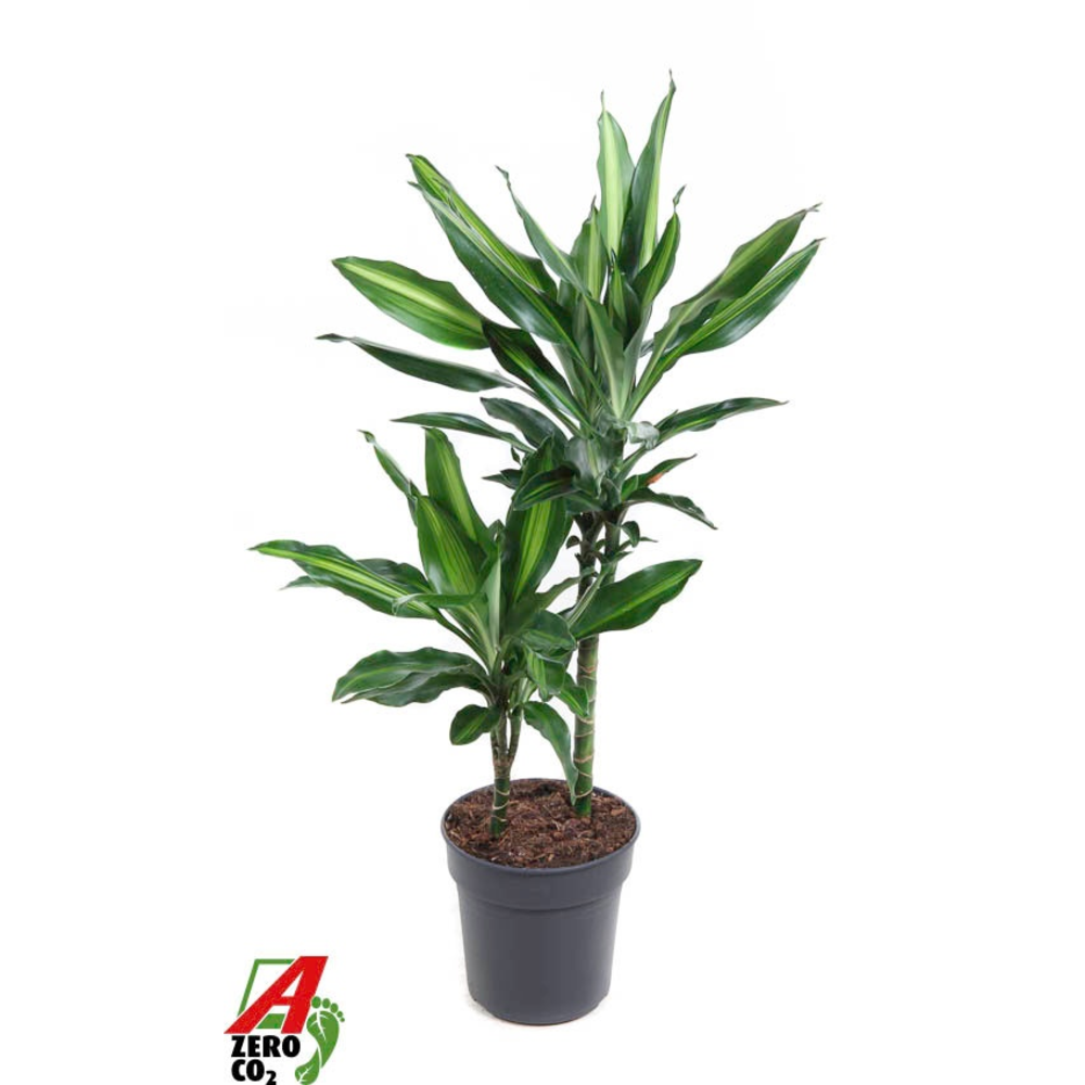 Dracaena Cintho 30-10.