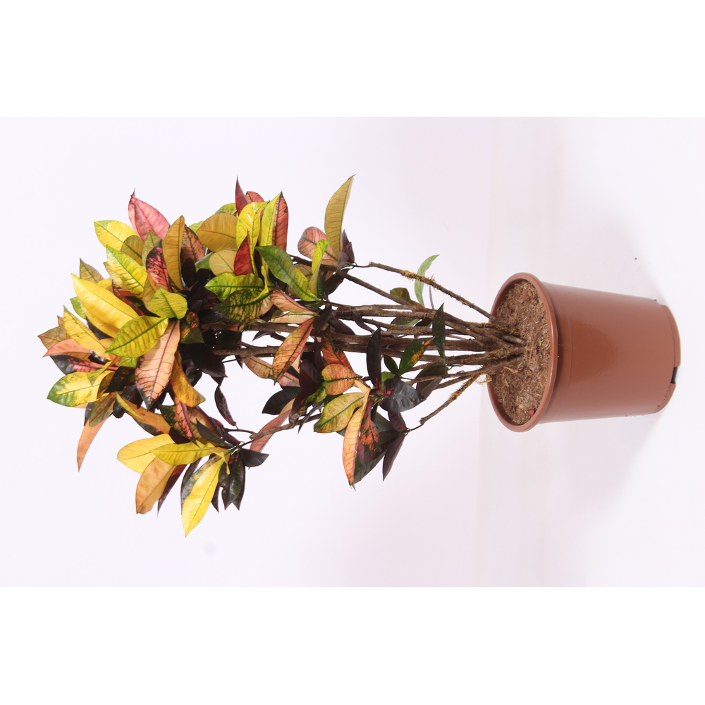 Codiaeum Iceton (Croton Iceton).