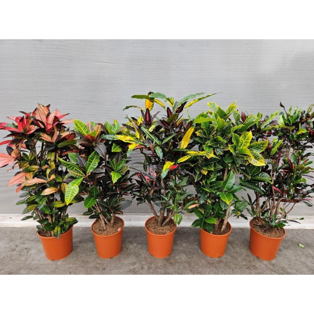 Codiaeum mix (Croton mix).