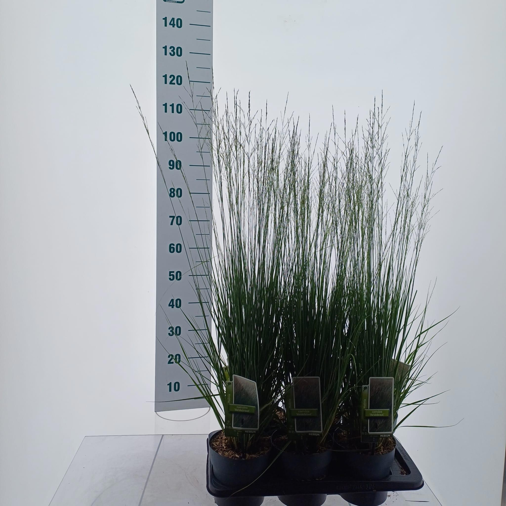 Molinia caerulea 'Heidebraut'.