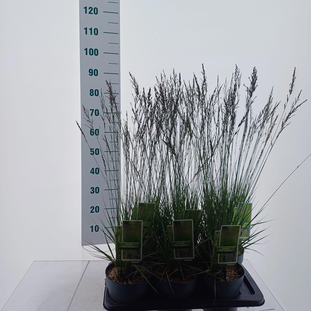 Molinia caerulea 'Edith Dudszus'.