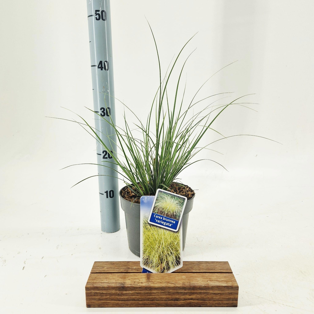 Carex brunnea 'Aureovariegata'.