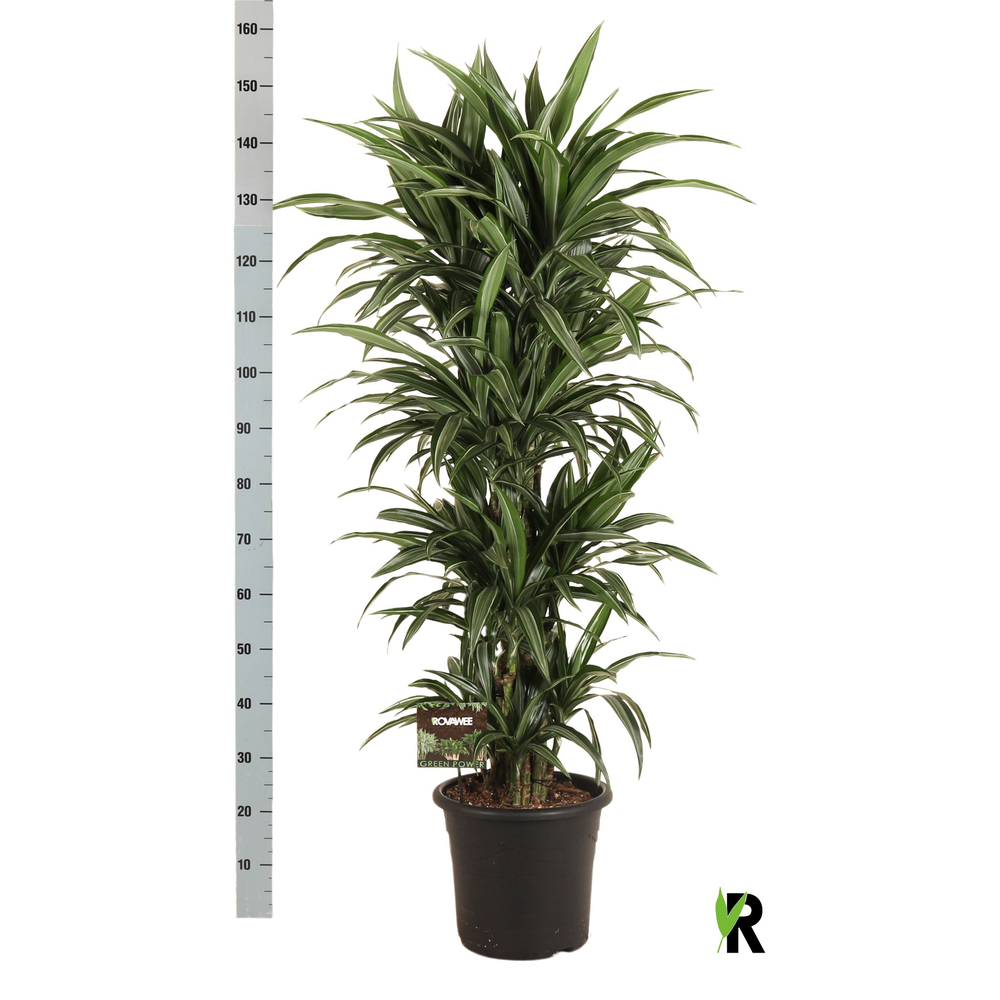 Dracaena fragr. Ulises vertakt.