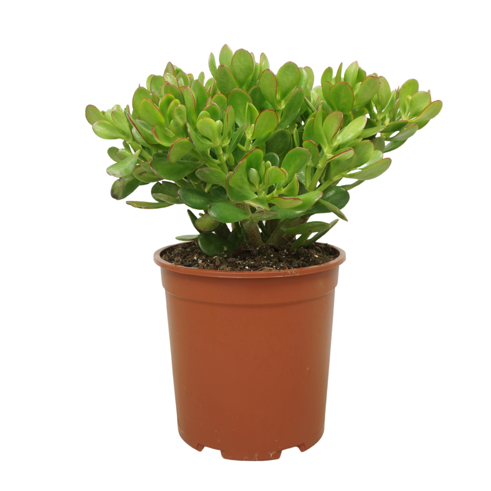 Crassula portulaca 27 cm.