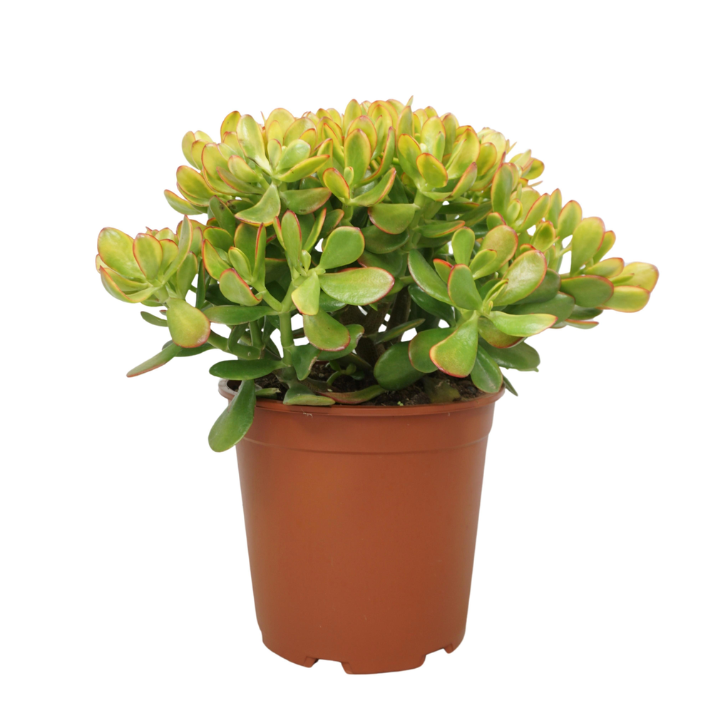 Crassula sunset 30 cm.