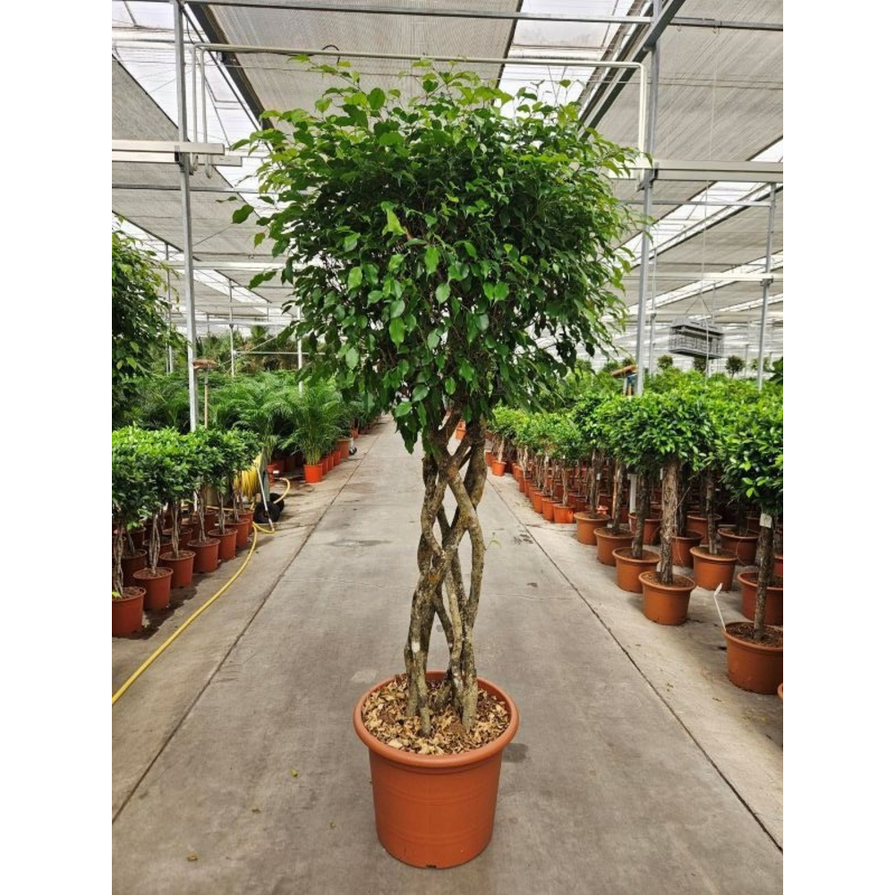 Ficus Exotica.