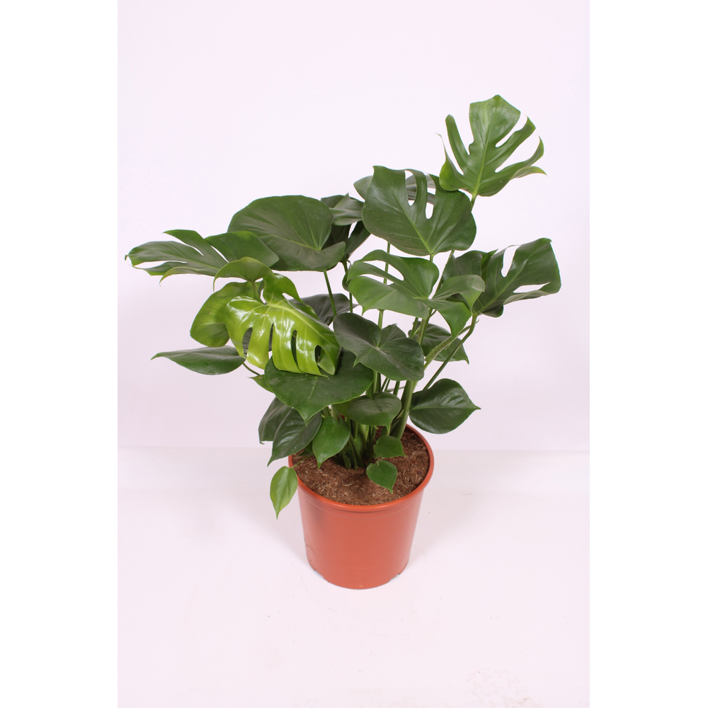 Monstera deliciosa.