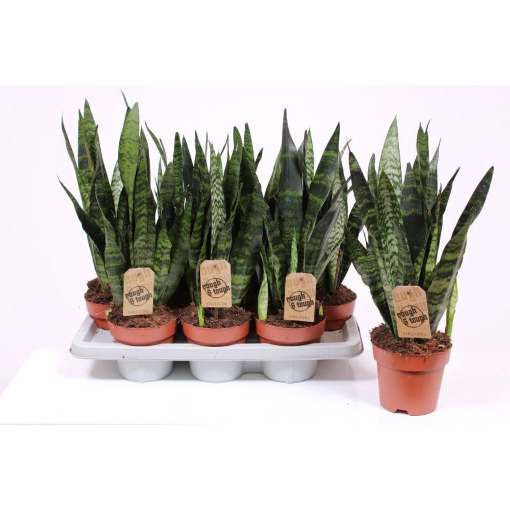 Sansevieria Black Coral.