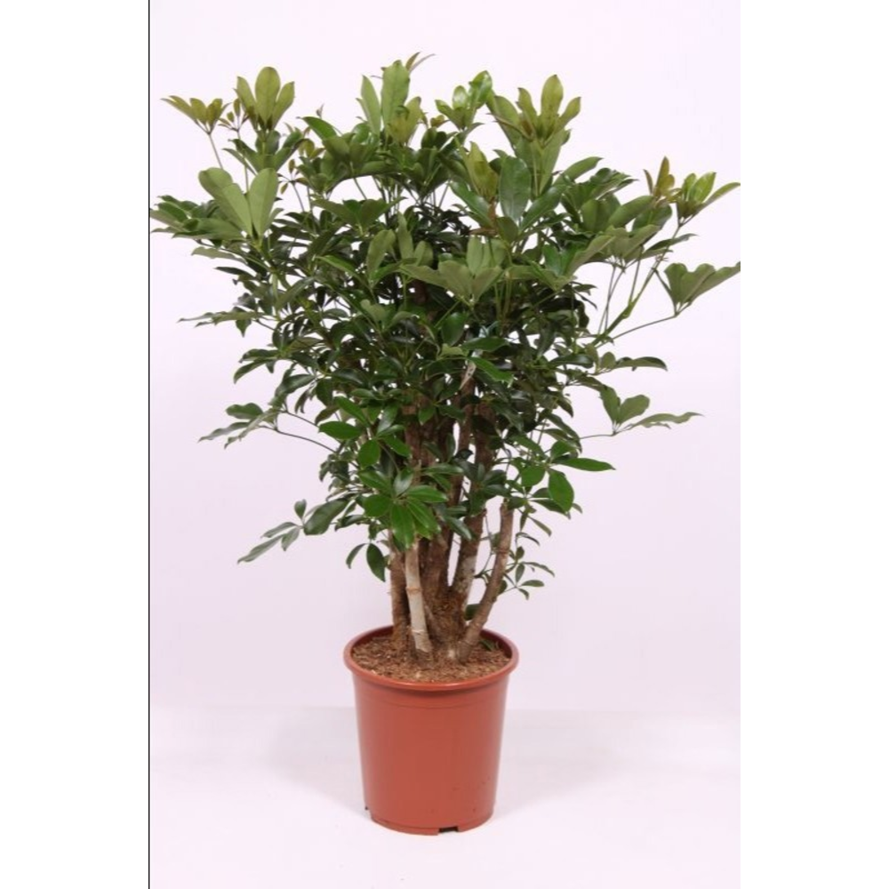 Schefflera arboricola 'Compacta'.