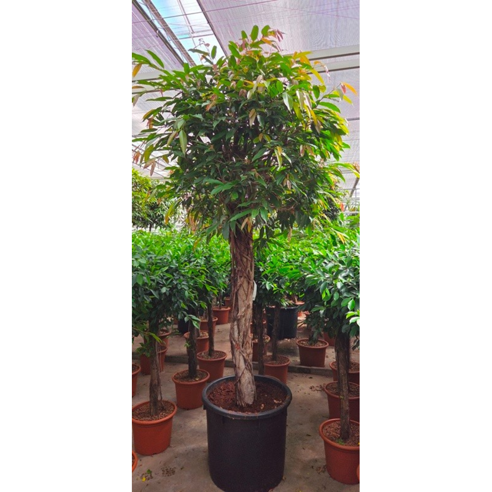 Ficus Amstel King.