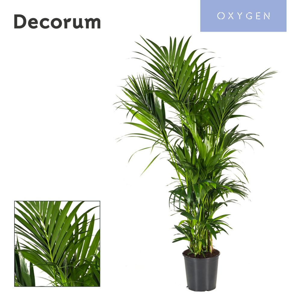 Howea forsteriana 180cm (Kentia) Decorum.