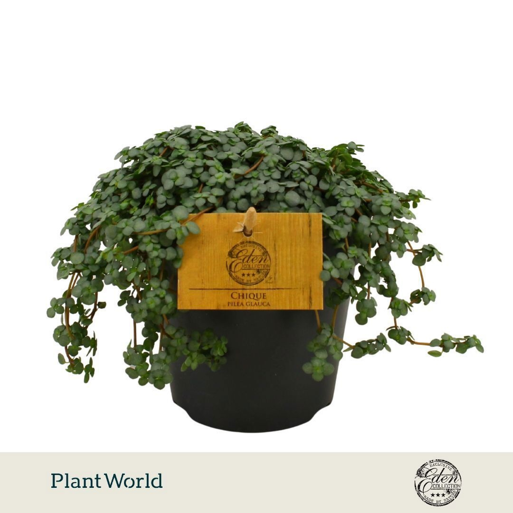 Pilea Glauca 12cm.