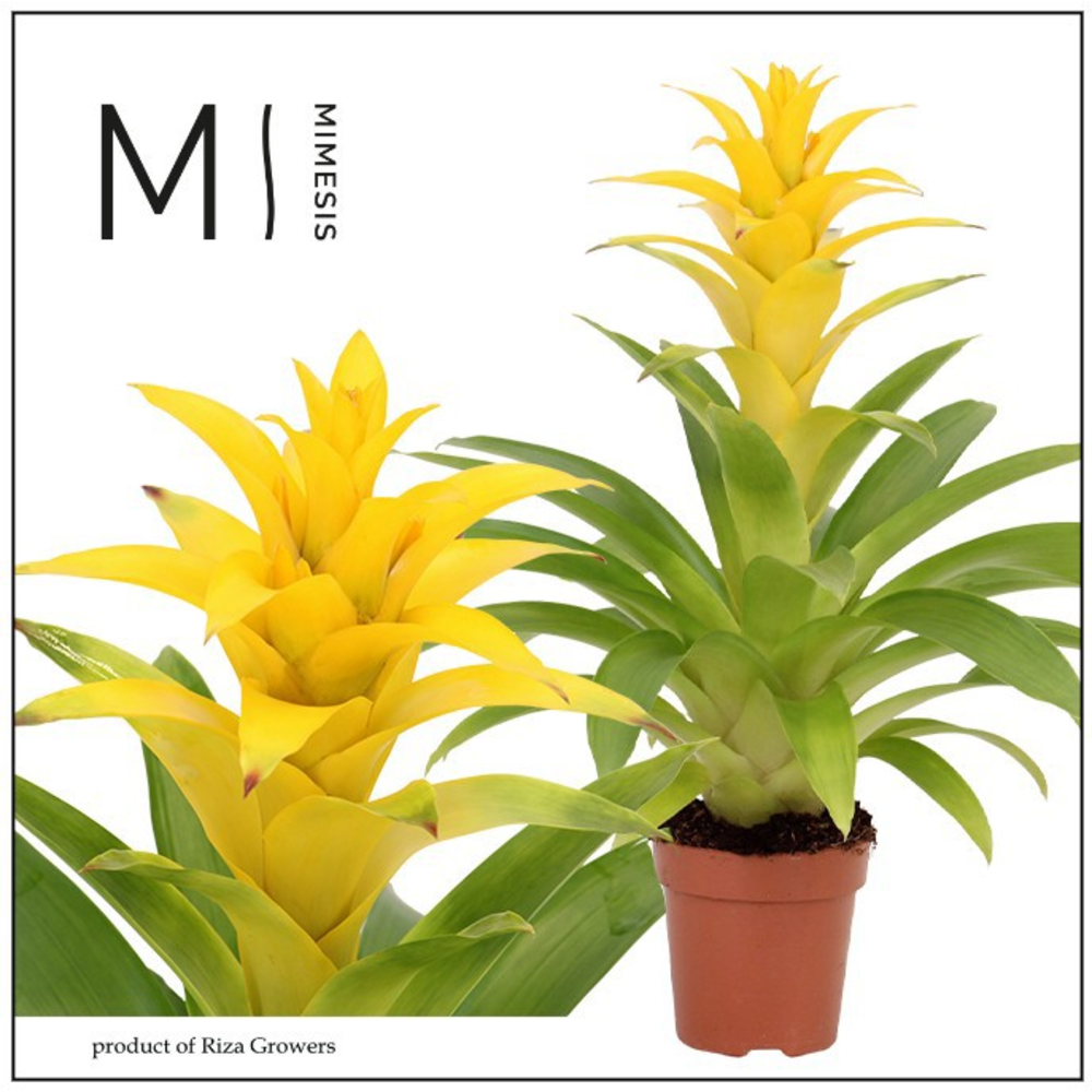 Mimesis Guzmania Diana -12 cm.