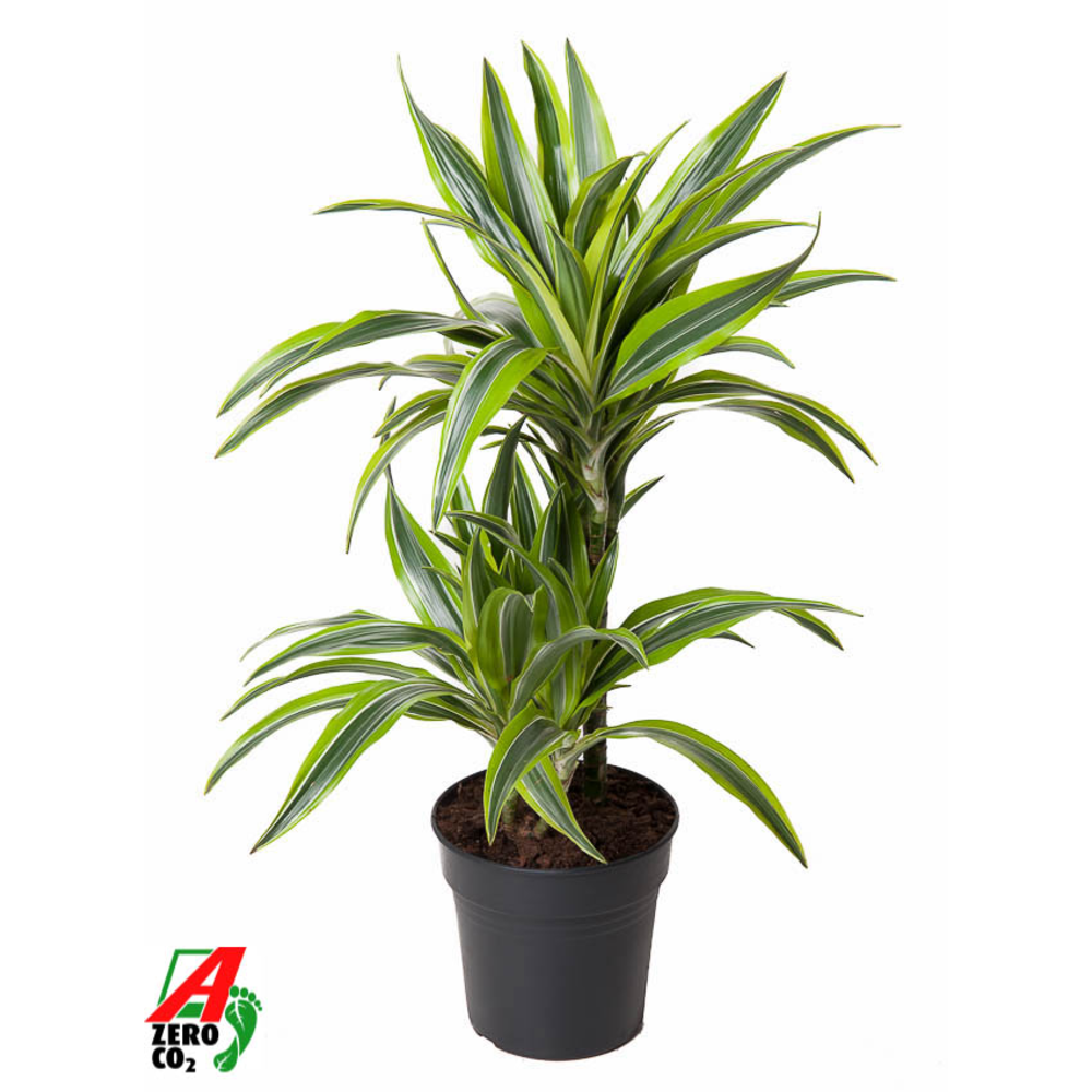 Dracaena Lemon Lime 30-10.