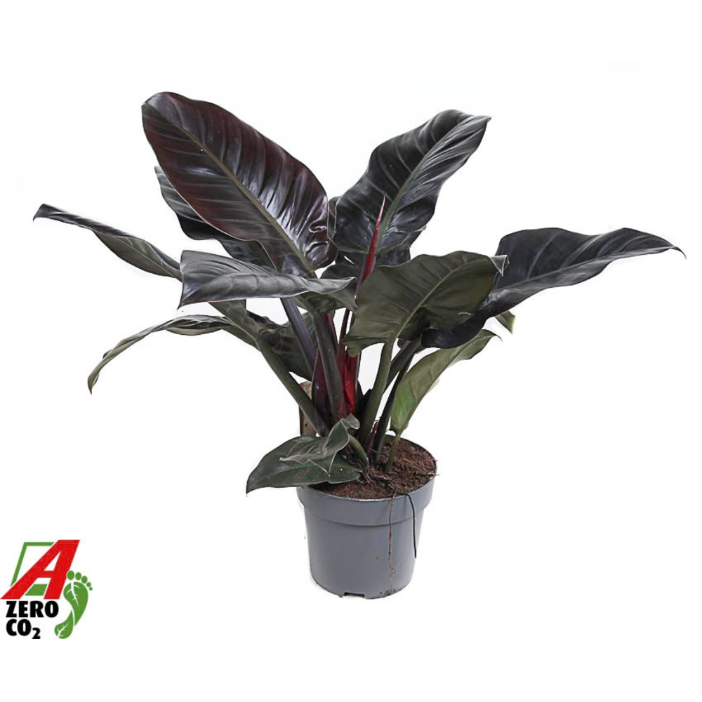 Philodendron Imperial Red P24 (NO GAP).