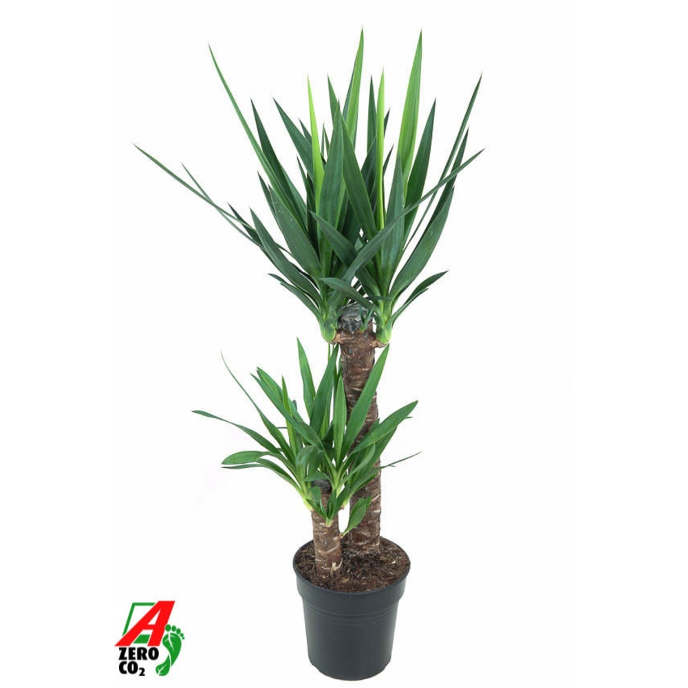 Yucca 60-30.