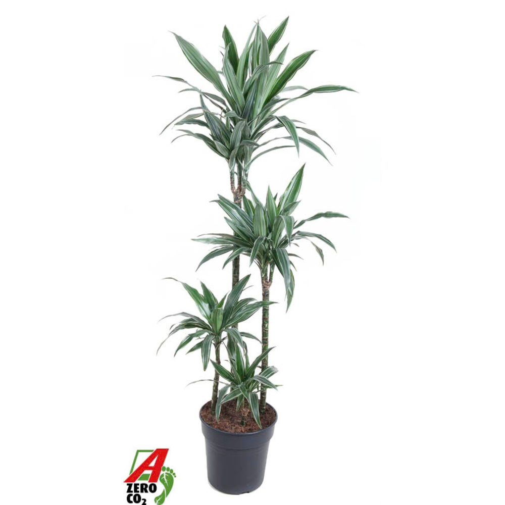 Dracaena Warneckei 90-60-30-15.