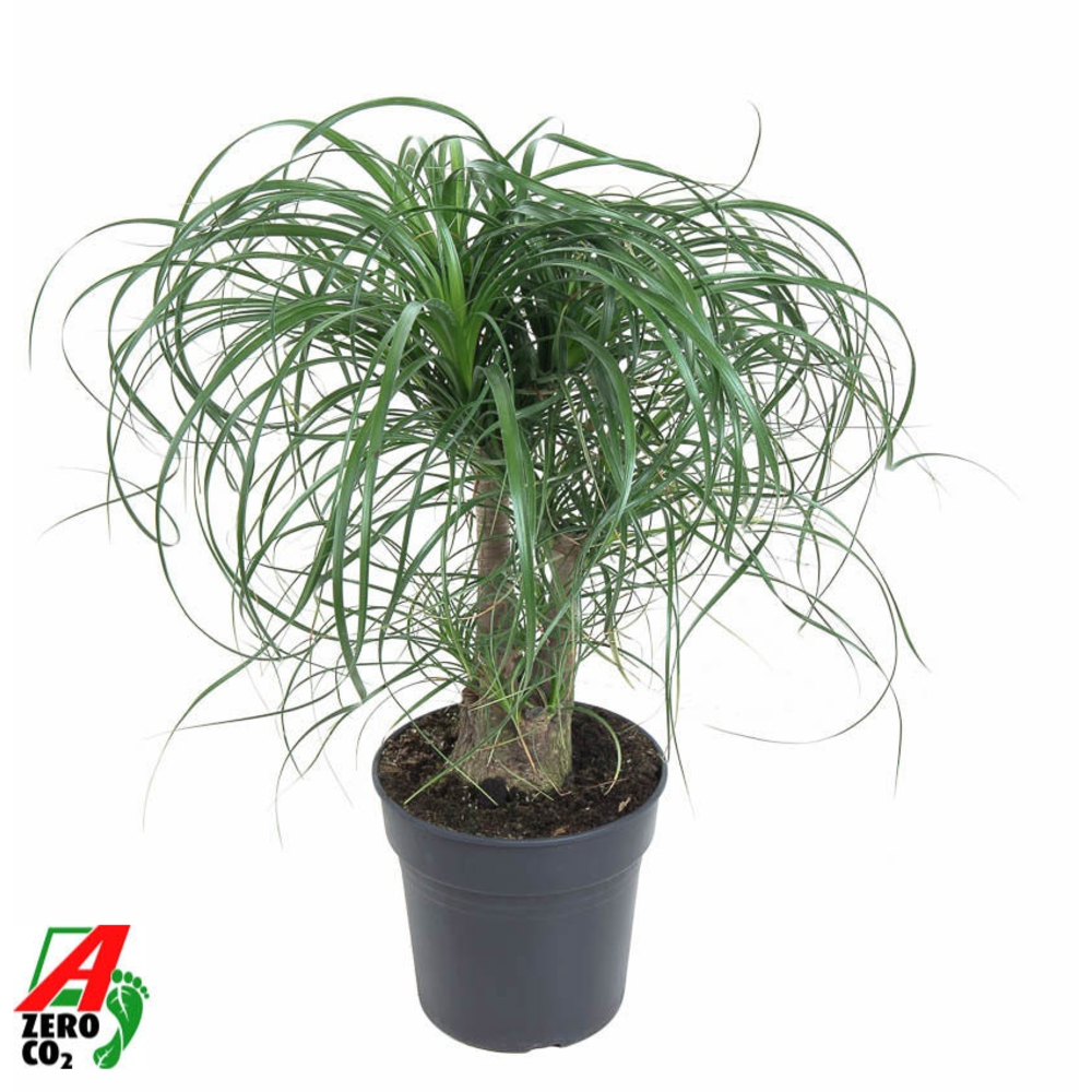 Beaucarnea vertakt P21 - 1ft.